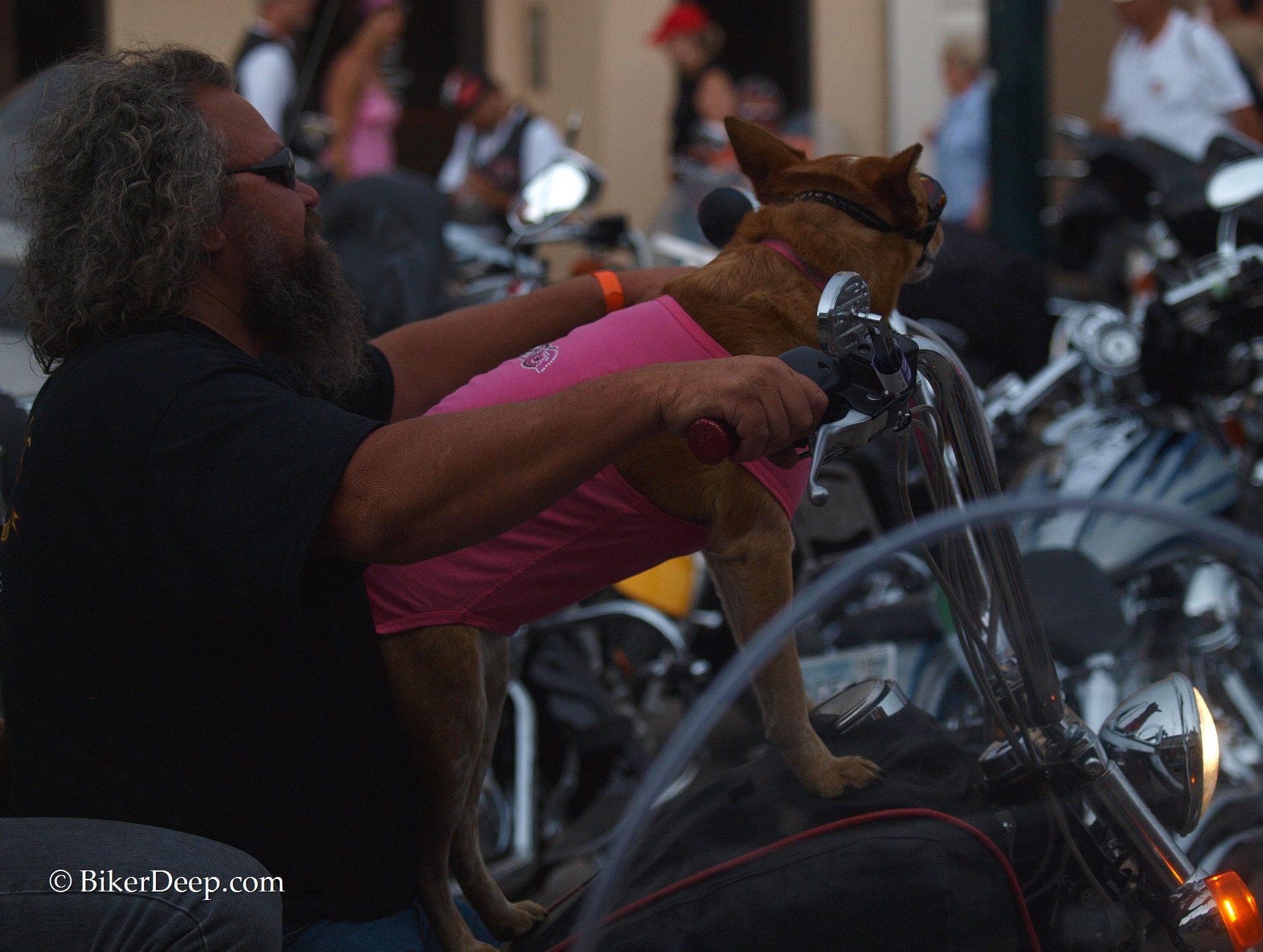 Dog on motorcycle